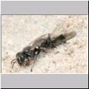 Oxybelus uniglumis - Weissfleckige Fliegenspiesswespe w01 6mm mit Fliege - Sandgrube Niedringhaussee.jpg